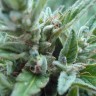 Семена каннабиса  White Gum feminised Ganja Seeds