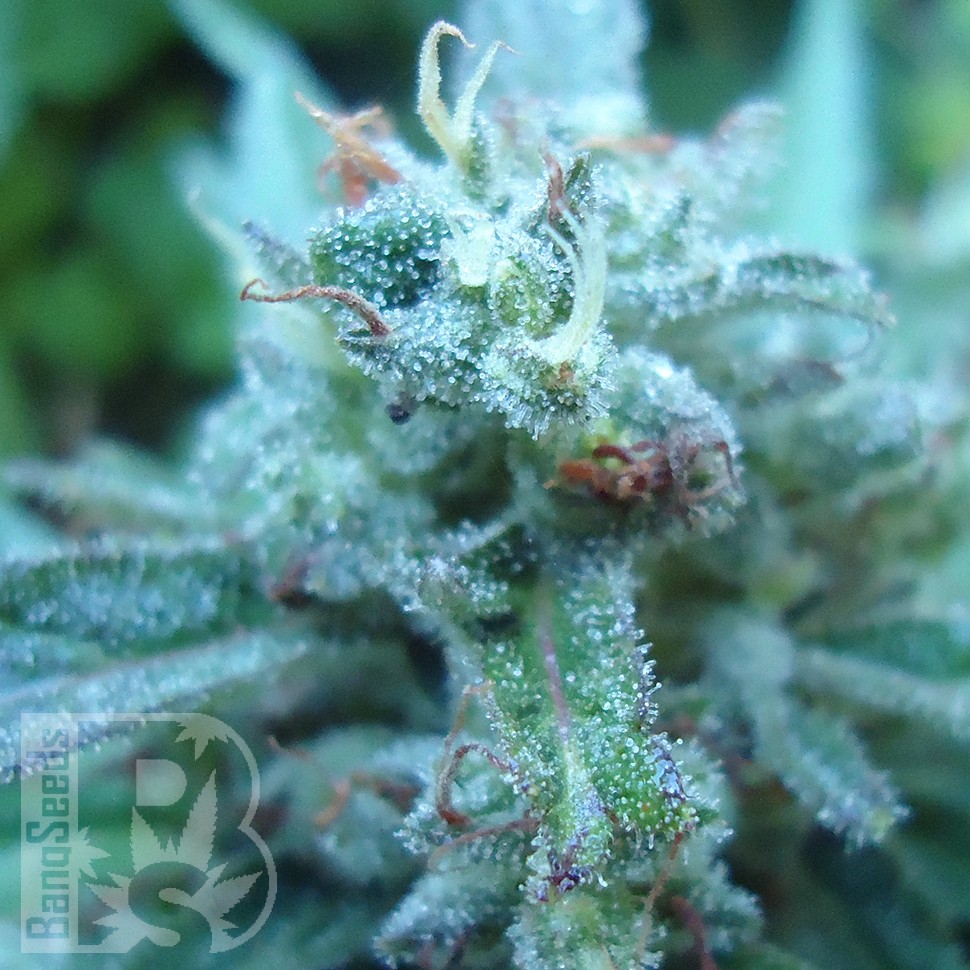 Семена каннабиса  White Gum feminised Ganja Seeds