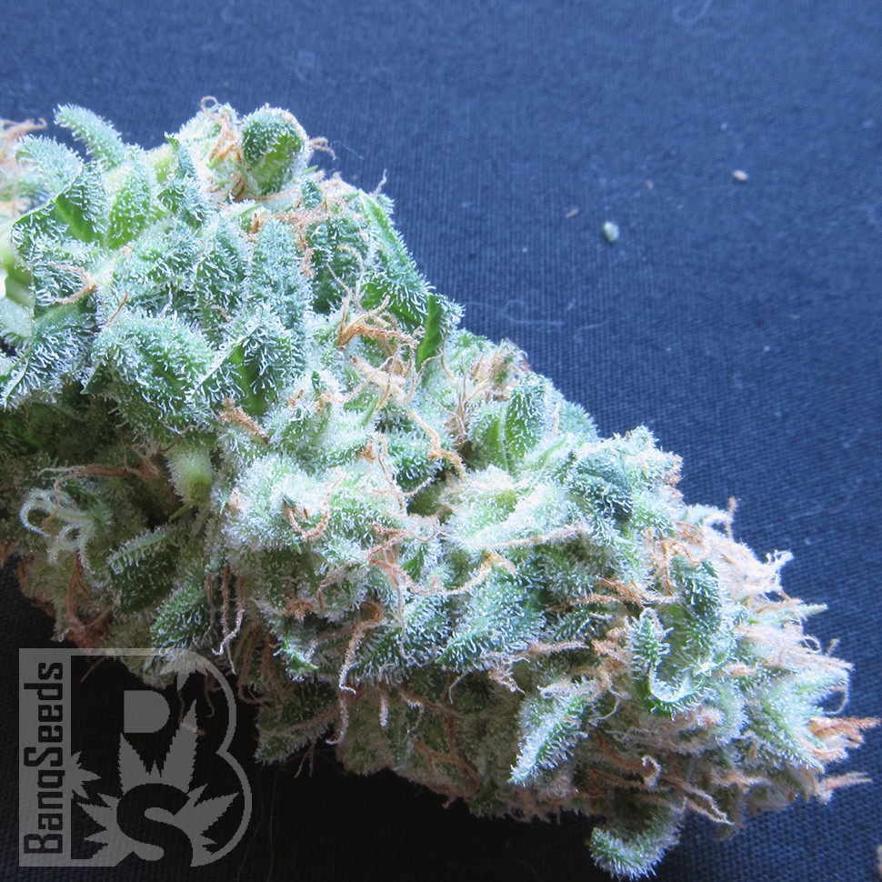 Семена каннабиса  White Gum feminised Ganja Seeds