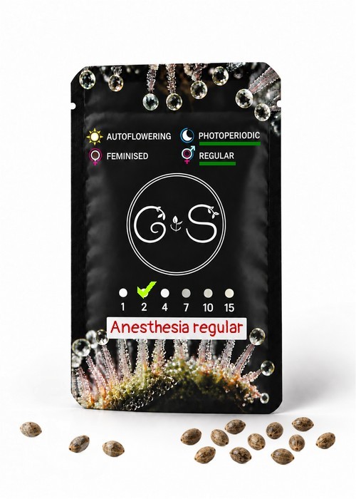Семена конопли  Anesthesia regular Ganja Seeds