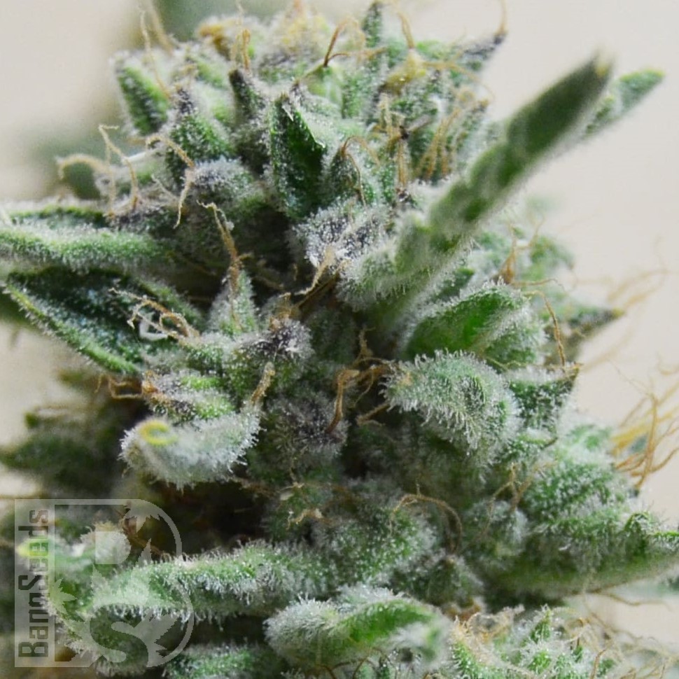 Семена  AK Skunk feminised Ganja Seeds