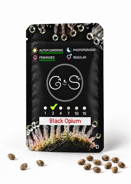 Семена конопли  Auto Black Opium feminised Ganja Seeds