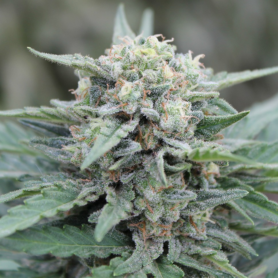 Семена каннабиса  Auto Lemon Skunk feminised Ganja Seeds