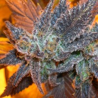 Auto Purple feminised Ganja Seeds