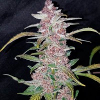 Havok feminised GanjaVIP Seeds