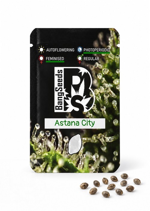 Семена ганжа  Astana City feminised Bang Seeds
