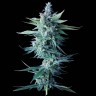 Семена ганжа  Astana City feminised Bang Seeds