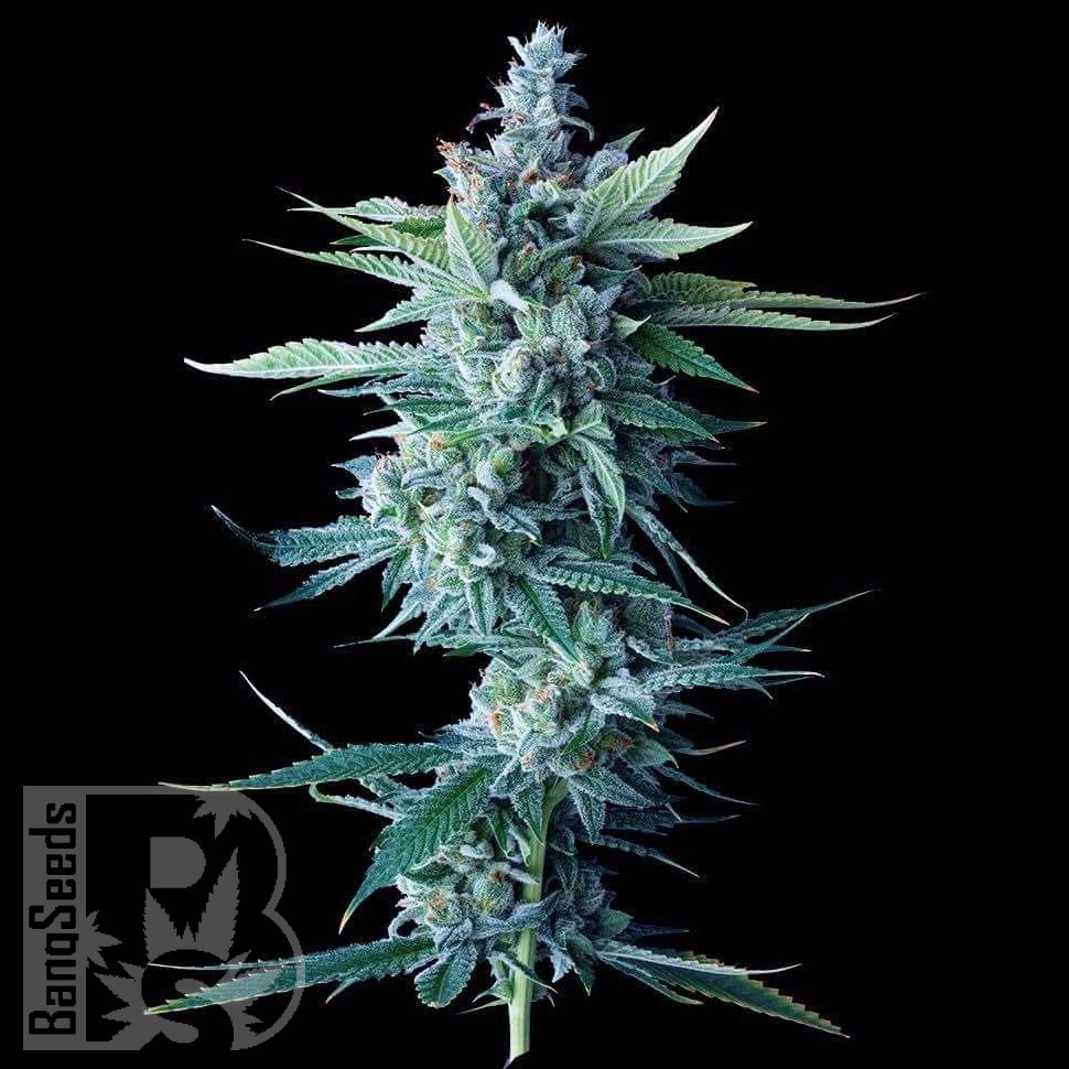 Семена ганжа  Astana City feminised Bang Seeds
