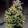 Семена ганжа  Astana City feminised Bang Seeds