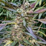 Семена ганжа  Astana City feminised Bang Seeds