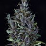 Семена ганжа  Astana City feminised Bang Seeds