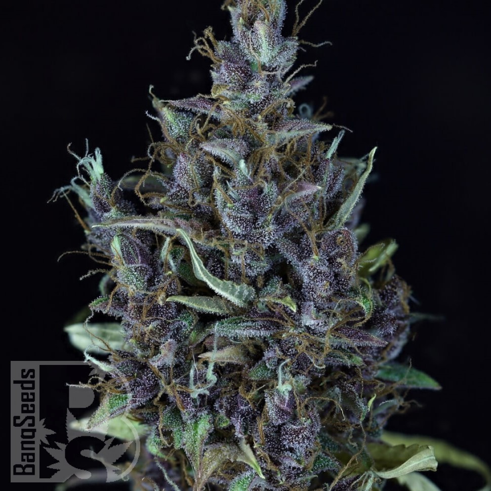 Семена ганжа  Astana City feminised Bang Seeds