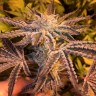 Семена марихуаны  Girl Scout Cookies feminised Ganja Seeds