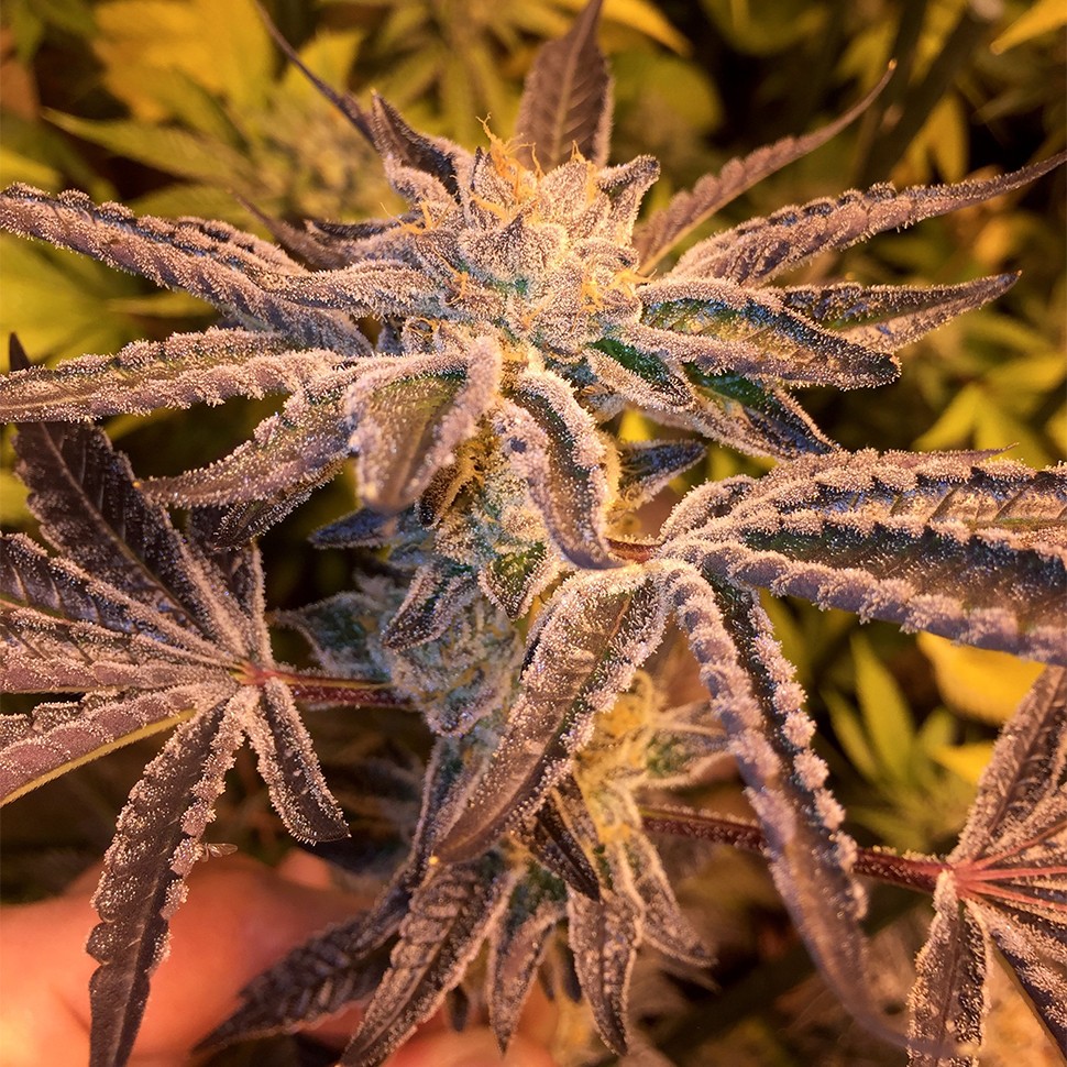 Семена марихуаны  Girl Scout Cookies feminised Ganja Seeds
