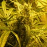 Семена Amazon Brazil feminised Ganja Seeds