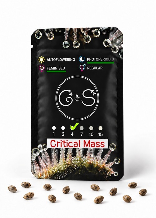 Critical Mass feminised Ganja Seeds