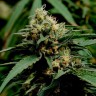 Critical Mass feminised Ganja Seeds