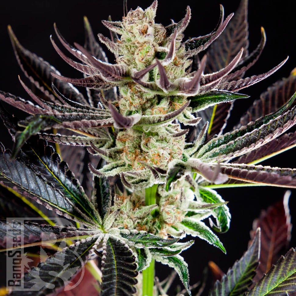 Семена  Auto Dos-Si-Dos feminised Ganja Seeds