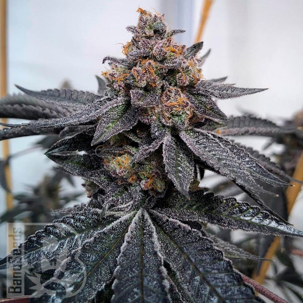 Семена  Auto Dos-Si-Dos feminised Ganja Seeds