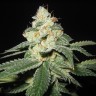 Auto Great White Shark feminised Ganja Seeds