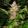 купить семена конопли в оригинальных упаковках Auto Red Poison feminised