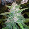 купить урожайные семена конопли Auto Red Poison feminised