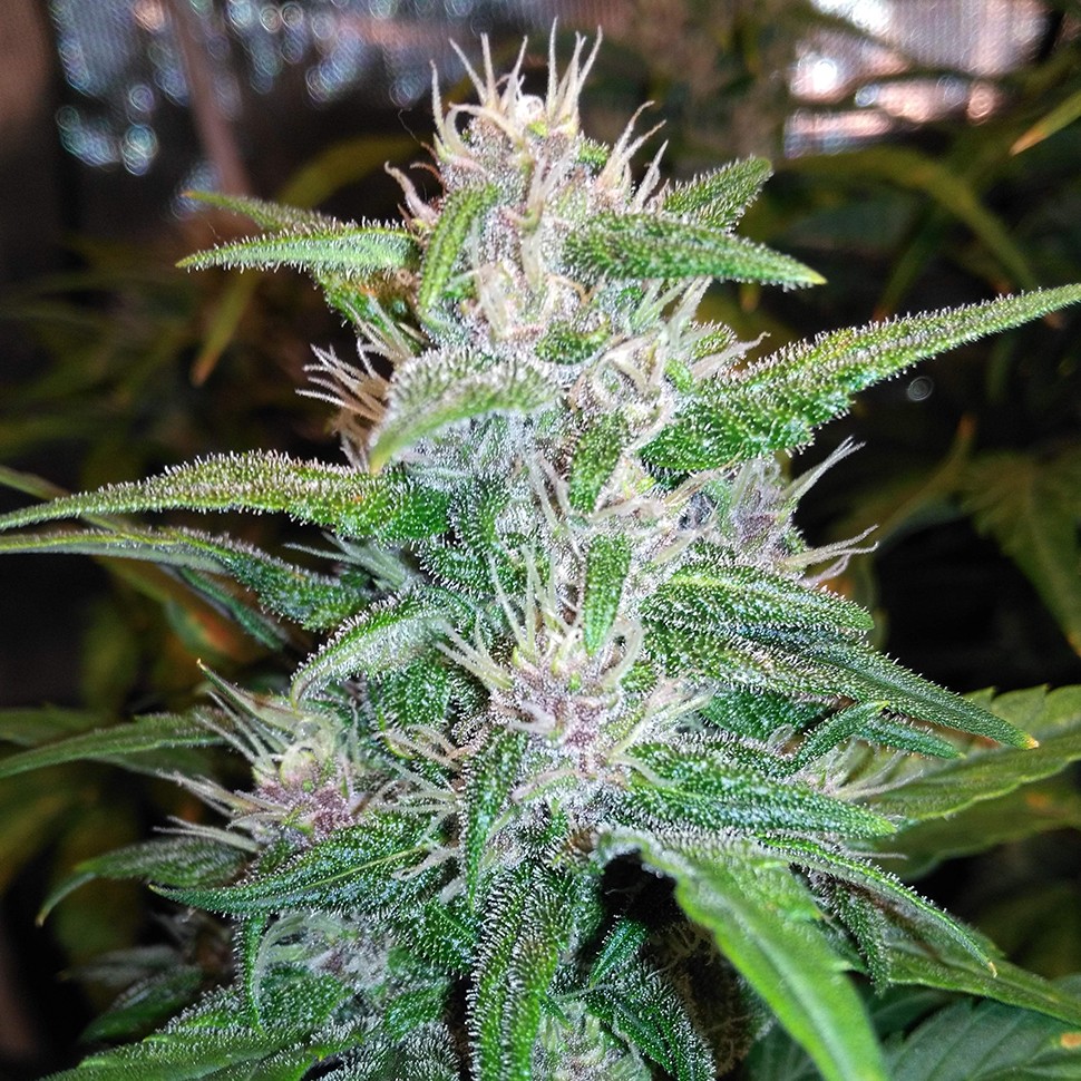 купить урожайные семена конопли Auto Red Poison feminised