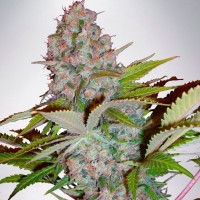 Hyperion feminised GanjaVIP Seeds