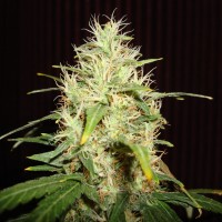 White Russian feminised Neuro Seeds