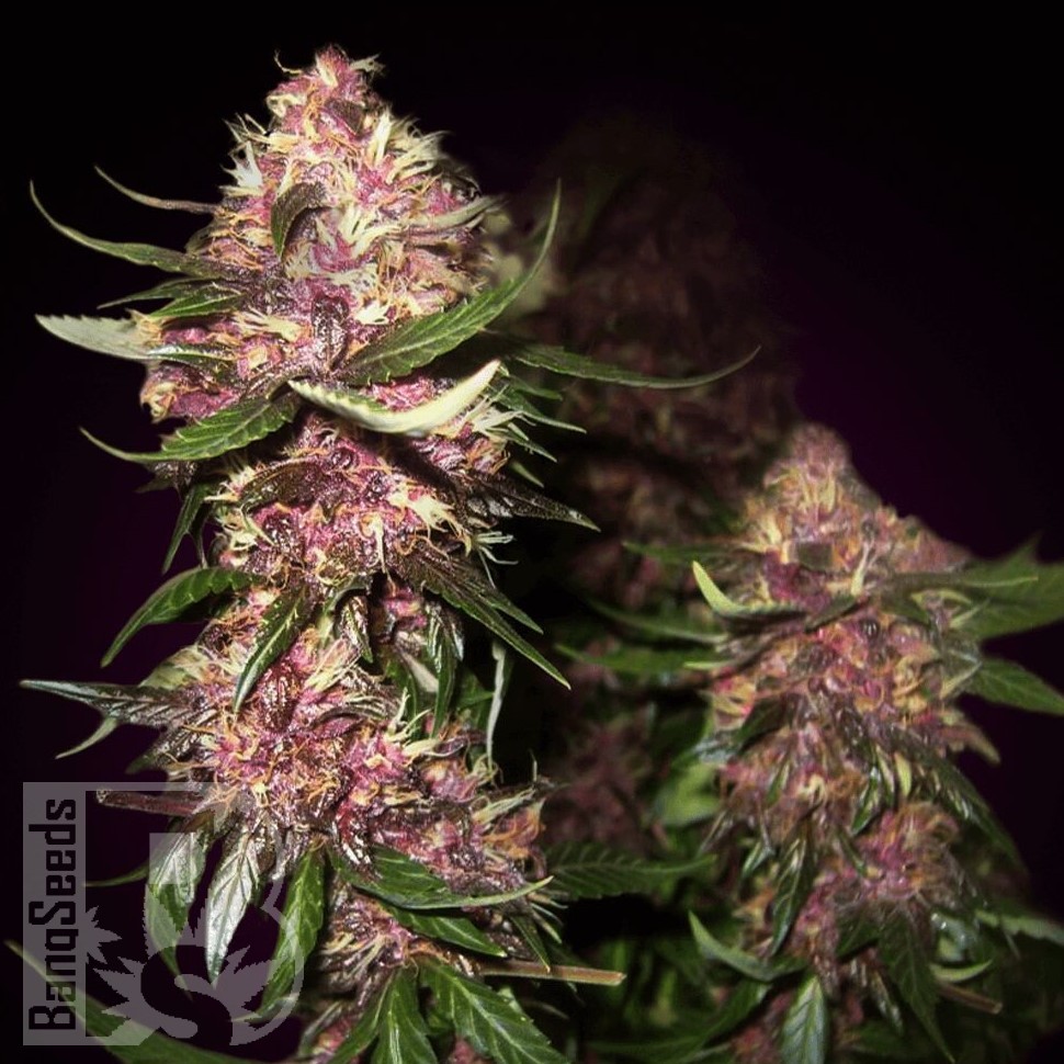Семена  Baikonur feminised Bang Seeds