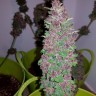 Семена  Baikonur feminised Bang Seeds