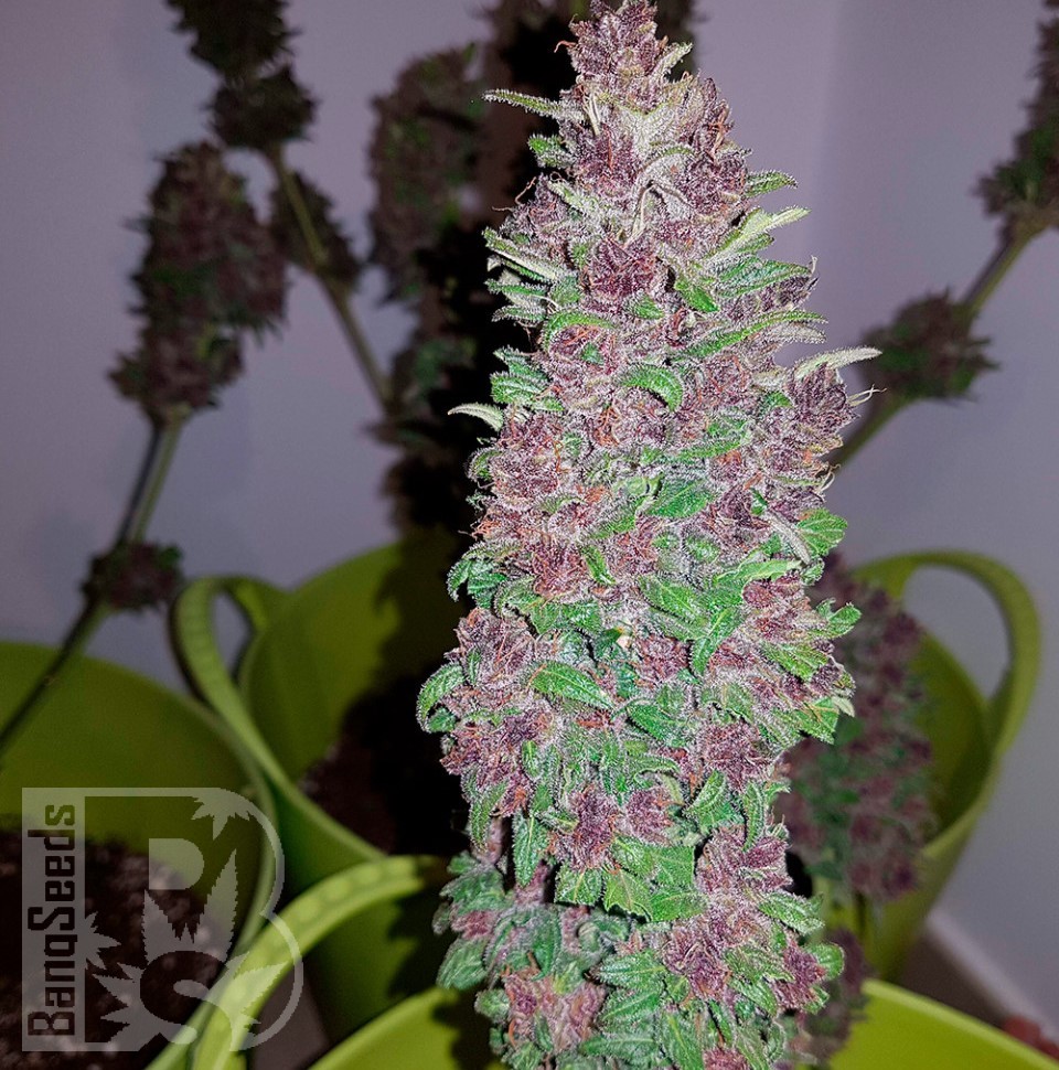 Семена  Baikonur feminised Bang Seeds
