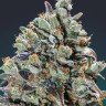 Семена  Baikonur feminised Bang Seeds