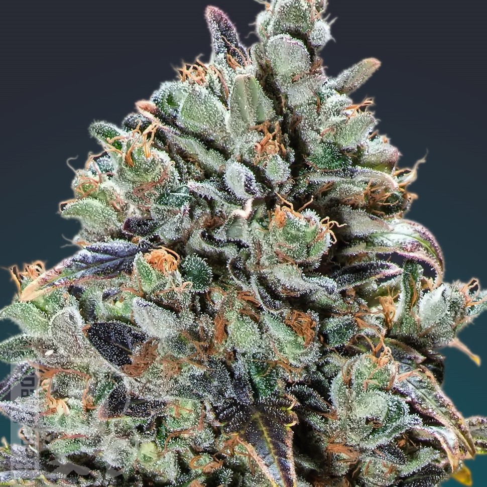Семена  Baikonur feminised Bang Seeds