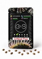 Critical Plus feminised Ganja Seeds
