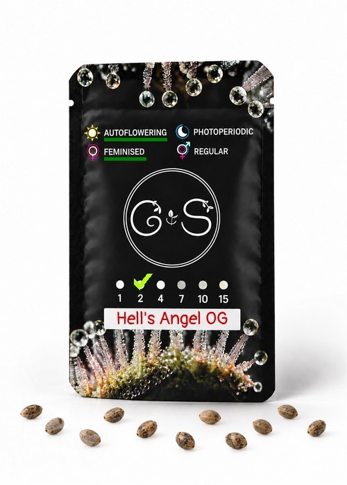 Семена Auto Hell's Angel OG feminised Ganja Seeds