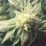 Auto Hell's Angel OG feminised Ganja Seeds