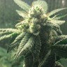 Семена  Auto Hell's Angel OG feminised Ganja Seeds