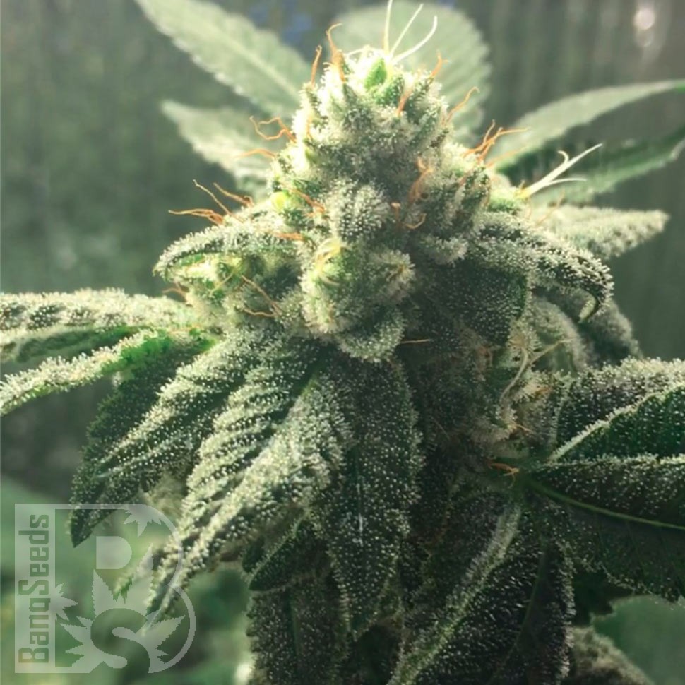 Семена  Auto Hell's Angel OG feminised Ganja Seeds
