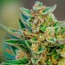 Семена  Auto Hell's Angel OG feminised Ganja Seeds