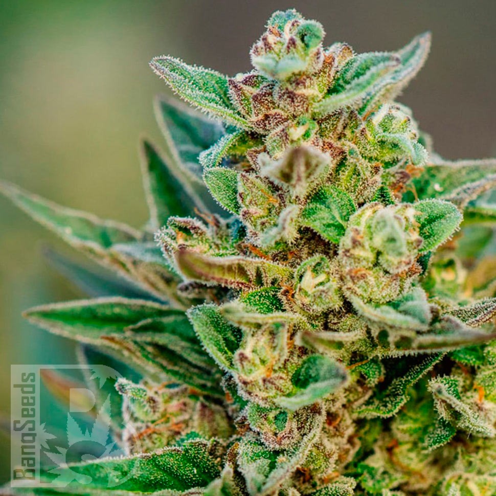 Семена  Auto Hell's Angel OG feminised Ganja Seeds