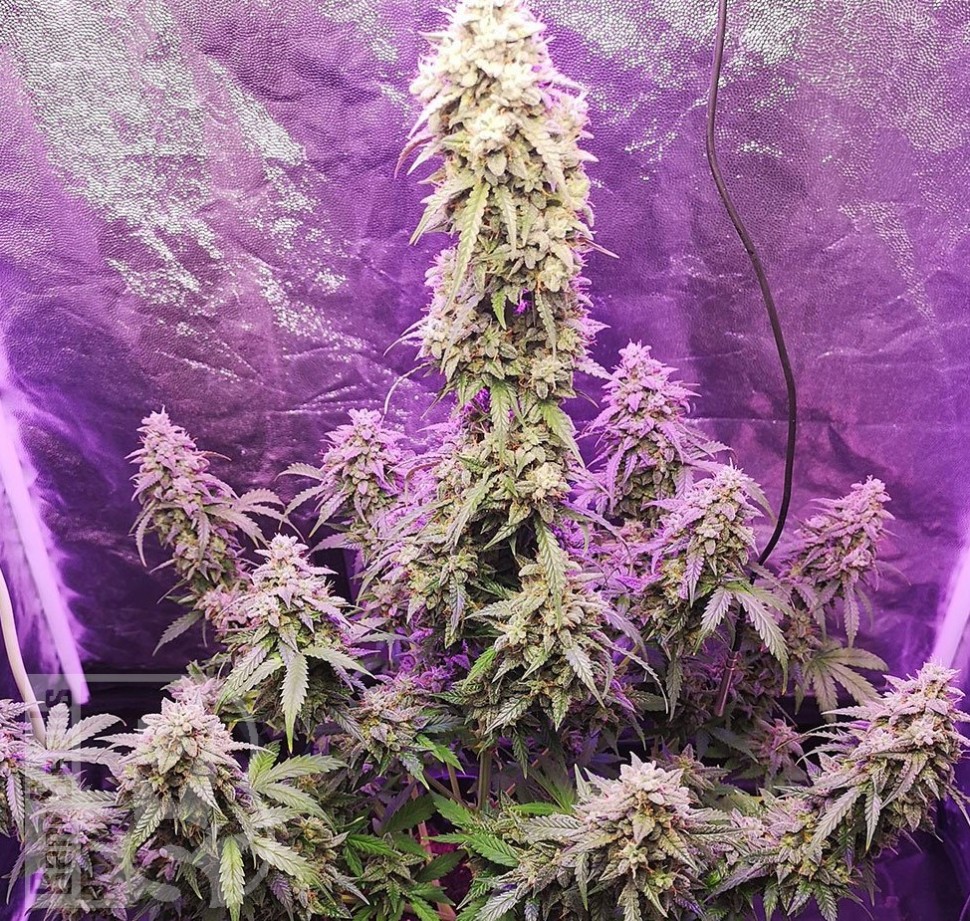 Семена  Auto Hell's Angel OG feminised Ganja Seeds