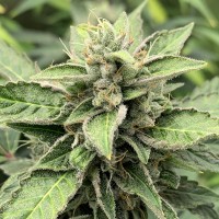Orange Skunk regular Ganja Seeds