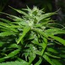 Auto Sour Diesel feminised Ganja Seeds