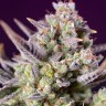 Семена конопли  Auto Sour Diesel feminised Ganja Seeds