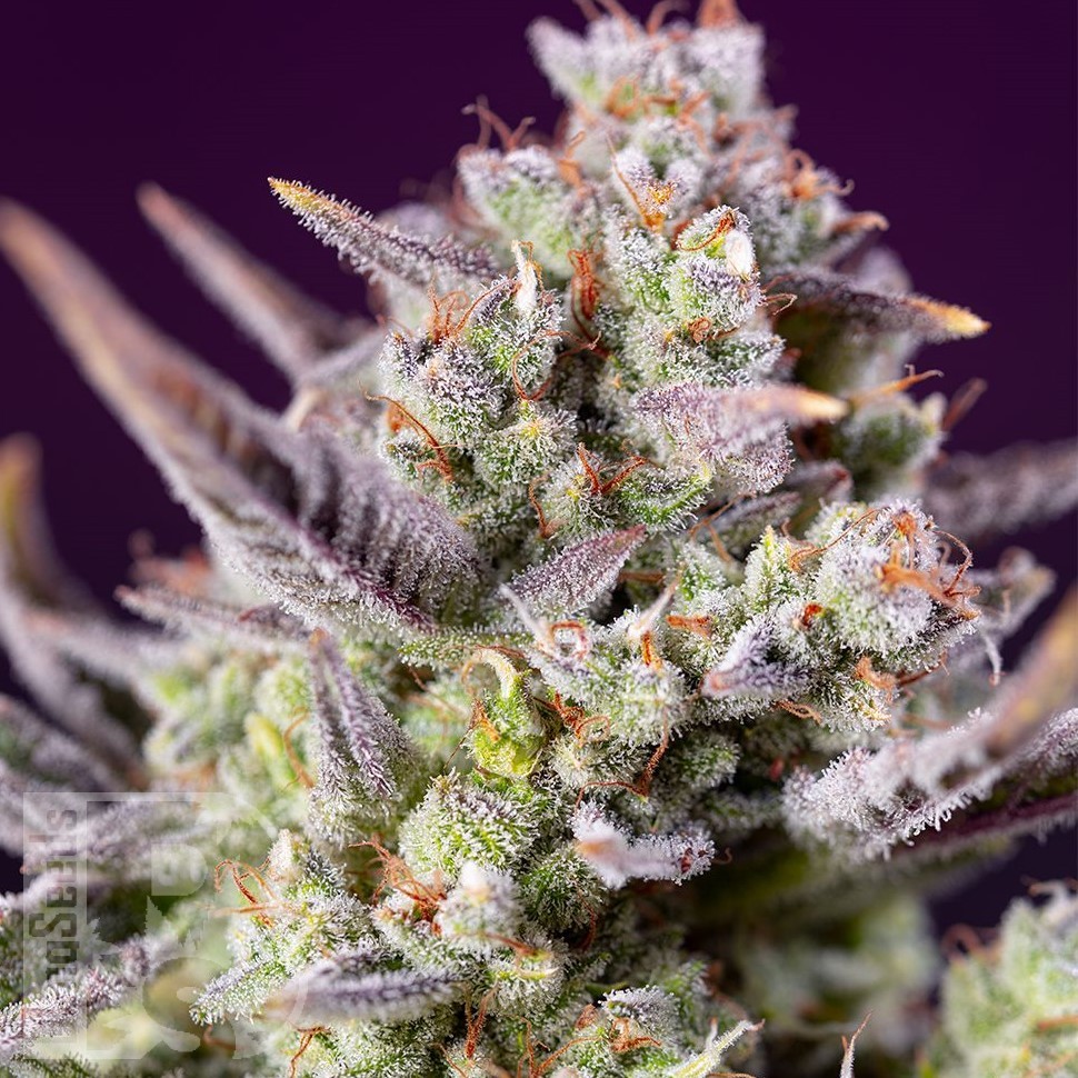 Семена конопли  Auto Sour Diesel feminised Ganja Seeds