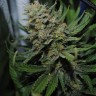 Семена конопли  Auto Sour Diesel feminised Ganja Seeds