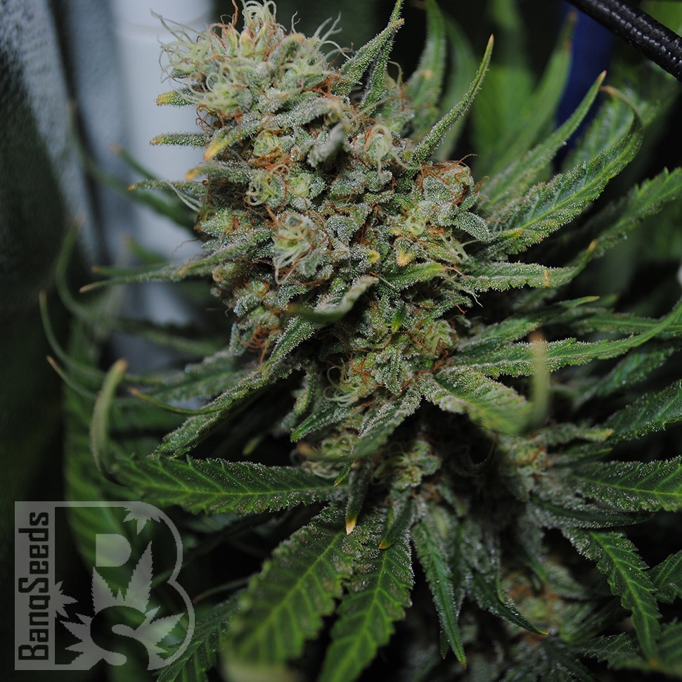 Семена конопли  Auto Sour Diesel feminised Ganja Seeds