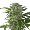 Juggernaut feminised GanjaVIP Seeds