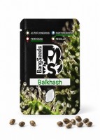 Balkhash feminised Bang Seeds